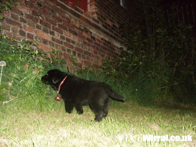 Attached picture Bertie 3rd May.Homecoming 022 (Copy).jpg
